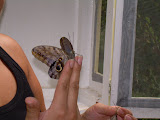 Newly hatched owl butterfly