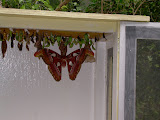 Newly hatched atlas moth.