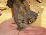 I got to carry the owl butterfly around for the tour. Trying to get a close up but camera didn't want to focus.