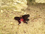 Two butterflies cuddling on the ground.