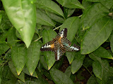 More butterflies mating.