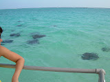 Stingrays off the side of the boat as we approached stingray city.