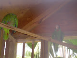 Some birds at the botanical gardens.