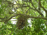 A parasitic plant growing into a tree.