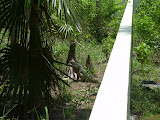 Another view of the same iguana; I think Wii Fit calls this the Cobra.