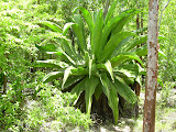 Giant plant.