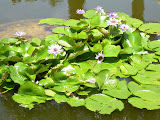 A bunch of water lilies.