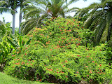 A bush with lots of orange flowers.