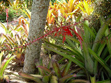 Not sure what type of tree this red branch belongs to, but I swear I think I have one in my backyard.