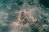 Some of the fish as we snorkeled.