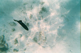 Black and blue fish.