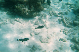 One fish, two fish...