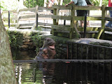Oh, look who's a good hippo.