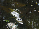 Better picture of the crocodile.