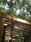 Whose king of the nest?