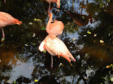 Sleepy flamingos
