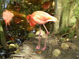 Flamingos
