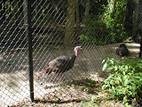 Gobble, gobble