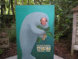 Pierre the Manatee