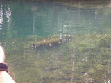 Manatee swimming up for lunch