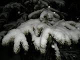 The way the snow was caught on the branches was really cool.