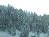 More of the trees.