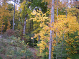 Woods behind our house as the leaves change color.