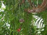 Owl butterfly!