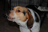 Taylor doing what hounds do best, howling.