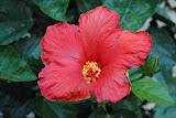 Hibiscus tree!