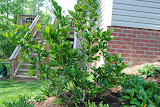 Tuilip or Saucer Magnolia