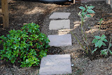 Walkway to under the deck flanked by an azalea and a red dogwood shrub.