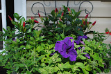 Another potted plant over growing the pot.