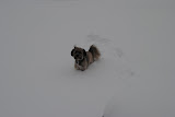 Teddy playing in the snow. Evidently snow + camera = he doesn't care.