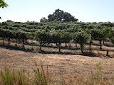 DSCN0967.JPG