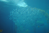 DSC_0400.JPG