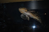 DSC_0416.JPG
