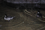 DSC_0429.JPG