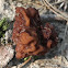 Brain mushroom