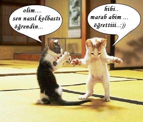 [kedikolbastsa5[8].jpg]