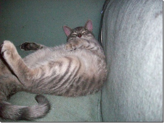 fat_cats_29