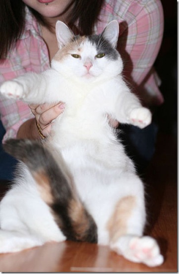 fat_cats_30