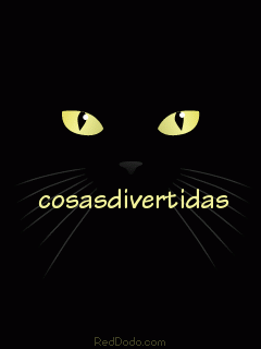 blackcat240x320