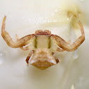 Crab spider
