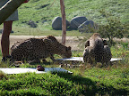Cheetahs with meatballs.