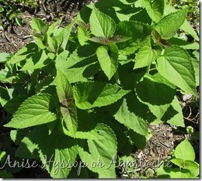 6 Anise Hyssop