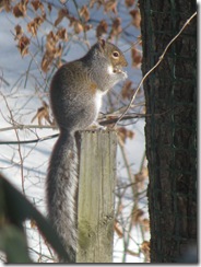 Squirrel