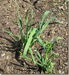 WK 2 Garlic