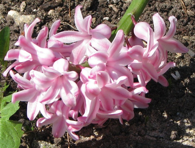 [WK 2 Hyacinth[2].jpg]