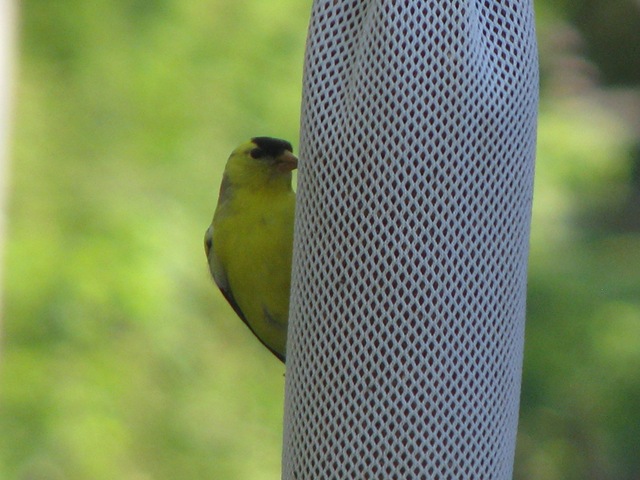 [Yellow Finch[2].jpg]